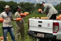 Abóbora movimenta mais de R$ 100 milhões e consolida renda em 330 municípios do Paraná