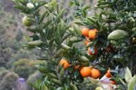  Portaria da Adapar estabelece procedimentos de prevenção e controle do Greening 