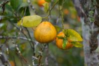  Portaria da Adapar estabelece procedimentos de prevenção e controle do Greening 