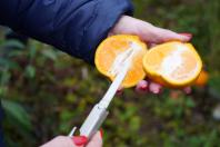  Portaria da Adapar estabelece procedimentos de prevenção e controle do Greening 