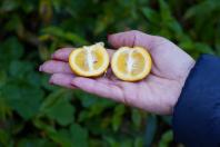  Portaria da Adapar estabelece procedimentos de prevenção e controle do Greening 