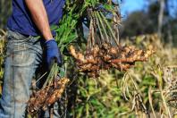 IDR-PR organiza evento nacional com foco em extensão e pesquisa agropecuária