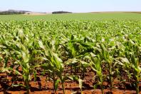 Safra de verão da soja caminha para o fim com 82% já colhida no Paraná