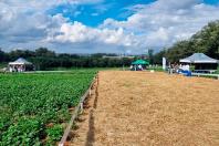 Novidades do cultivo e tecnologias serão apresentados no Dia de Campo Feijão Paraná 