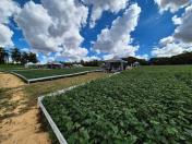  Dia de Campo Feijão Paraná reúne 340 participantes em Ponta Grossa 