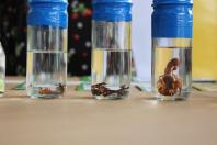  Fazendinha da ExpoLondrina apresenta projetos com leite e cuidados com animais 