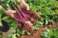  Paraná lidera fornecimento de carne suína para o mercado nacional pelo 8º ano seguido 