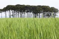 Paraná deve ter safra recorde de 550 mil toneladas de cevada em 2026