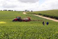 Complexo soja impulsiona agronegócio do Paraná com faturamento de US$ 2,94 bilhões até maio