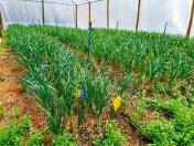 Com avanço da área cultivada, Noroeste fortalece produção de alho no Paraná