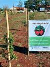 Fruticultores conhecem novas variedades de frutíferas em Cambará