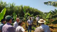 Fruticultores conhecem novas variedades de frutíferas em Cambará