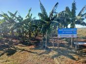 Fruticultores conhecem novas variedades de frutíferas em Cambará