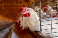 SEAGRI marca presença na AveSui, uma das maiores feiras da proteína animal da América Latina