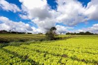 Hortec reúne especialistas e produtores para discutir o mercado de hortifruti em Dois Vizinhos