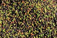 Café mais barato na prateleira e soja em alta nas exportações, mostra boletim do Deral