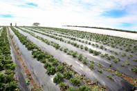 Morango orgânico produzido no solo é alternativa de renda para pequenas propriedades no Noroeste