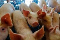 SEAGRI marca presença na AveSui, uma das maiores feiras da proteína animal da América Latina