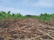 Plantio direto: tecnologia que nasceu no Paraná ajuda a produzir mais e preservar o meio ambiente