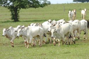 Estado avança para ser área livre de aftosa sem vacinação