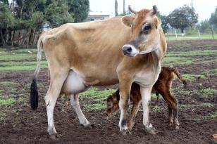 O simulado faz parte do Plano Hemisférico de Erradicação da Febre Aftosa