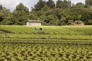 Estado lança edital a cooperativas de agricultores familiares