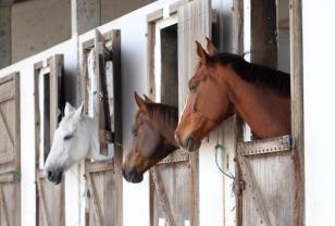 Estado apresenta reduzida prevalência da anemia infecciosa equina, que não possui tratamento e ocasiona perdas econômicas ao proprietário.