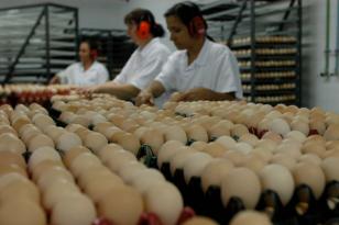 O desempenho do Paraná em produção de proteínas no terceiro trimestre reforçam o Estado como um dos principais do Brasil neste setor.