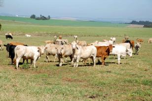 regras restringem acesso de bovinos e búfalos no Paraná
