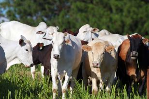 Paraná ‘dribla’ Covid-19 por status de área livre de febre aftosa