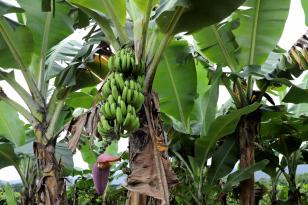 banana