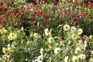 flores