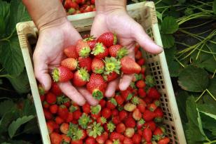 Crédito para cooperativas da agricultura familiar