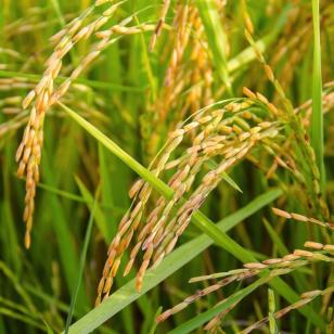 arroz