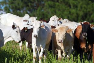 carne bovina