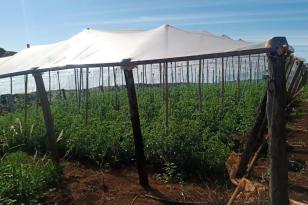 renda agricultor
