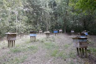 abelhas