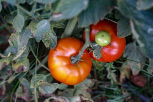 tomate