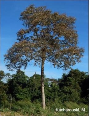 Cordia trichotoma