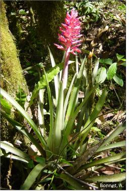 Figura 2 - Aechmea distichantha (Bromelia tanque).