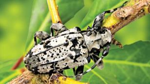 broca-da-erva-mate