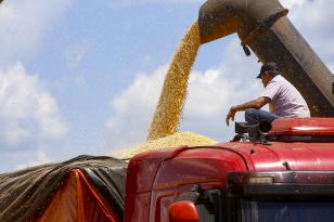 Colheita da primeira safra de milho avança no Paraná e já chega a mais de 60 mil hectares