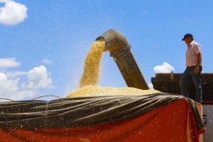 Deral divulga estimativa da safra de inverno e atualiza dados das principais culturas