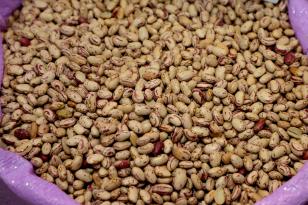 Produtores de feijão do Paraná estimam colher 242 mil toneladas na primeira safra