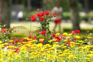 flor