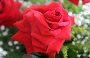rosa