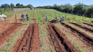 Programa de apoio à viticultura completa seis anos e beneficia mais de 400 produtores familiares