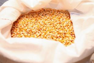 Exportações de milho crescem 179% no Paraná e triplicam a receita em relação ao ano passado