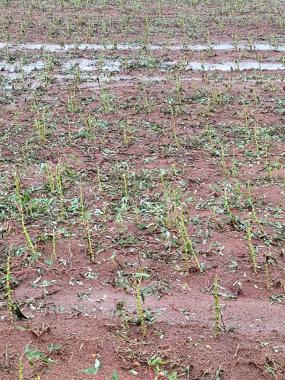 Seab apoia reivindicações para amortizar dívidas decorrentes de perdas climáticas