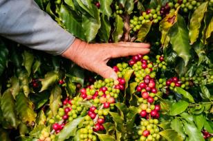 Café da Serra de Apucarana é o 24º produto do Paraná com Indicação Geográfica